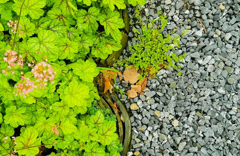 Decorative gravel edging a lush green planting bed